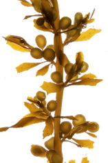 Sargassum muticum
